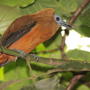 Capuchinbird (Perissocephalus tricolor)