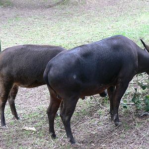 Lowland Anoa at Chester Zoo, 28/08/13