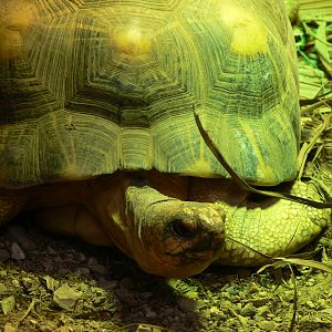Radiated Tortoise at Chester Zoo, 28/08/13