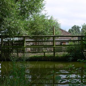 Okapi exhibit at Chester Zoo, 28/08/13