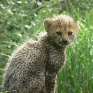 Northern Cheetah at Chester Zoo, 28/08/13