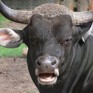 Javan Banteng at Chester Zoo, 28/08/13