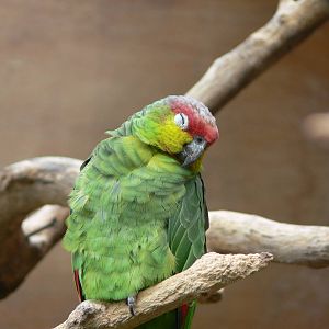 Ecuadorian Amazon Parrot at Chester Zoo, 28/08/13