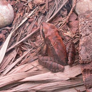 Mountain Chicken at Chester Zoo, 28/08/13