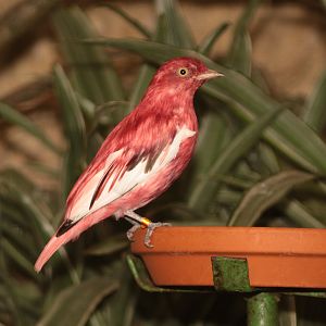 Pompadour Cotinga (Xipholena punicea) male
