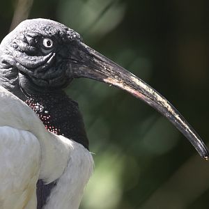 Bernier's Madagascar White Ibis (Threskiornis bernieri)