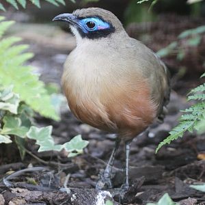 Giant Coua (Coua gigas)