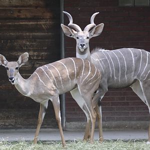 Lesser kudu (Tragelaphus imberbis)
