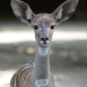 Lesser kudu (Tragelaphus imberbis)