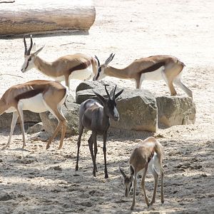 Springbocks (Antidorcas marsupialis)