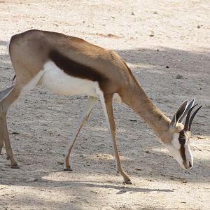 Springbock (Antidorcas marsupialis)