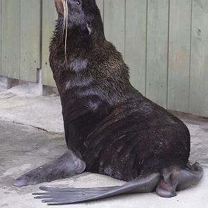 Northern Fur Seal (Callorhinus ursinus) male