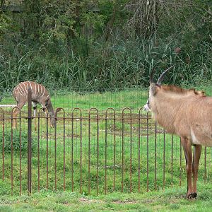 Roan Antelope and Lesser Kudu at Chester Zoo, 28/08/13