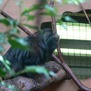 Black Lion Tamarin at Chester Zoo, 28/08/13