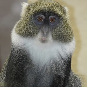 Syke's Monkey (Cercopithecus albogularis)