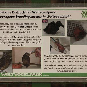 Information about Quetzal breeding