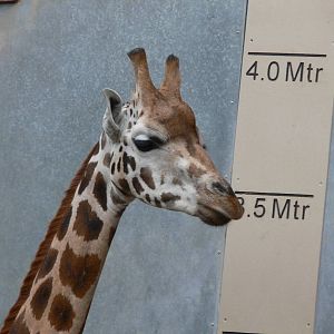 Rothschild Giraffe at Chester Zoo, 28/08/13