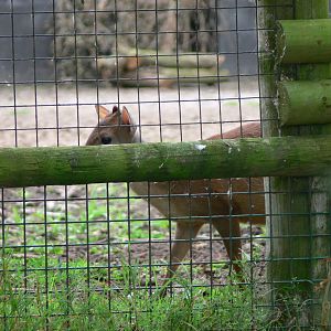 Natal Red Duiker at Chester Zoo, 28/08/13