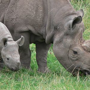 Eastern Black Rhinos at Chester Zoo, 28/08/13