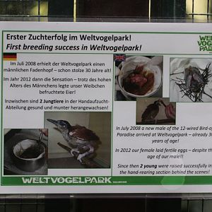 Information about 12-wired Bird-of-Paradise breeding