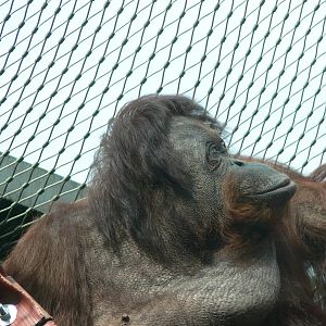 Western Bornean Orangutan at Chester Zoo, 28/08/13