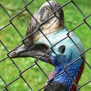 Southern Cassowary at Chester Zoo, 28/08/13