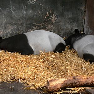 Malayan Tapirs at Chester Zoo, 28/08/13