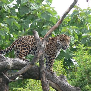 Jaguar at Chester Zoo, 28/08/13