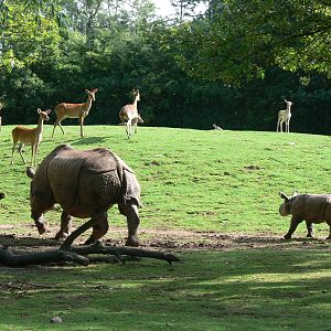 Indian Rhinos at Chester Zoo, 28/08/13