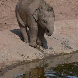 Asian Elephant at Chester Zoo, 28/08/13