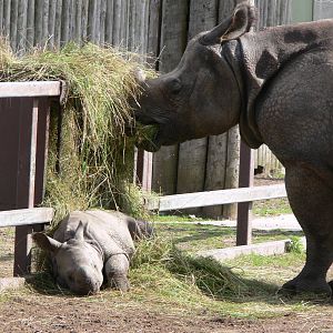 Indian Rhinos at Chester Zoo, 28/08/13