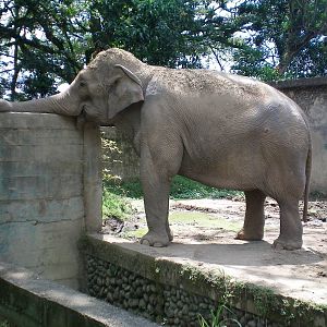 Asian Elephant