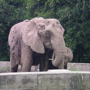 African Elephant with baby