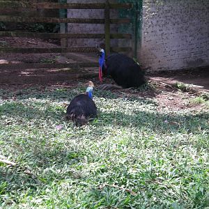 Cassowary