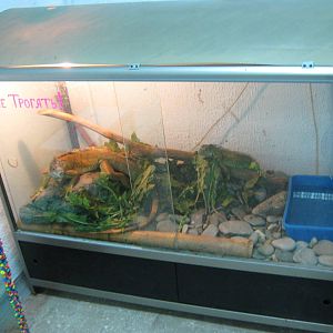 tank for green iguana (Iguana iguana)