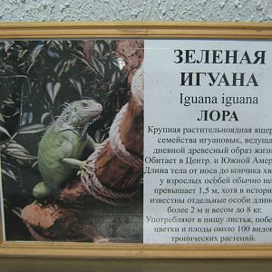 sign for green iguana (Iguana iguana)