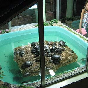 revolving turtle island