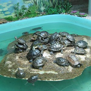 revolving turtle island