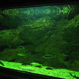 tank for sterlets (Acipenser ruthenus)