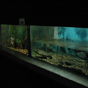 tanks for softshell turtle and piranha