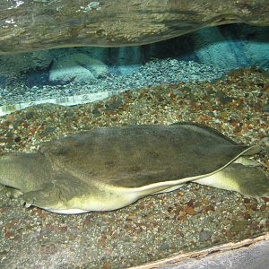 softshell turtle (Trionyx sp.)
