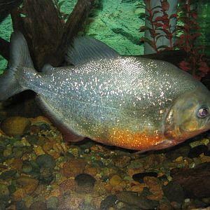 red-bellied piranha (Pygocentrus nattereri)