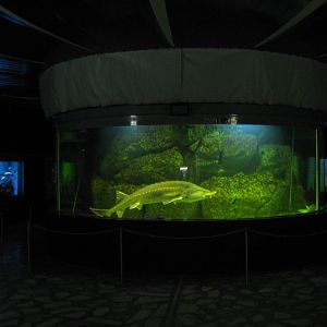 tank for kaluga sturgeon (Huso dauricus)