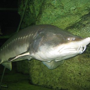kaluga sturgeon (Huso dauricus)