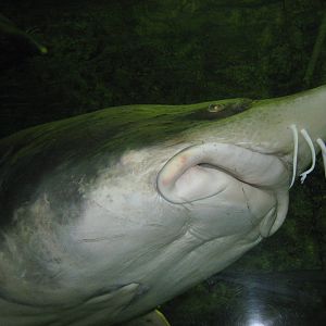 kaluga sturgeon (Huso dauricus)