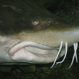 kaluga sturgeon (Huso dauricus)