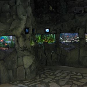 small tropical freshwater tanks