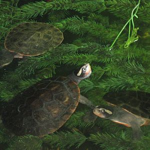 Red-bellied short-necked turtles (Emydura subglobosa)