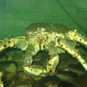 Kamchatka king crab (Paralithodes camtschaticus)