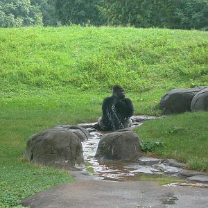 Male Silverback taking a bath